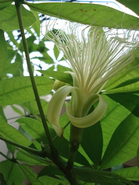 發財樹 開花|發財樹開花的秘密：揭開這美麗植物的神秘面紗 – 植物盆栽綠寶典